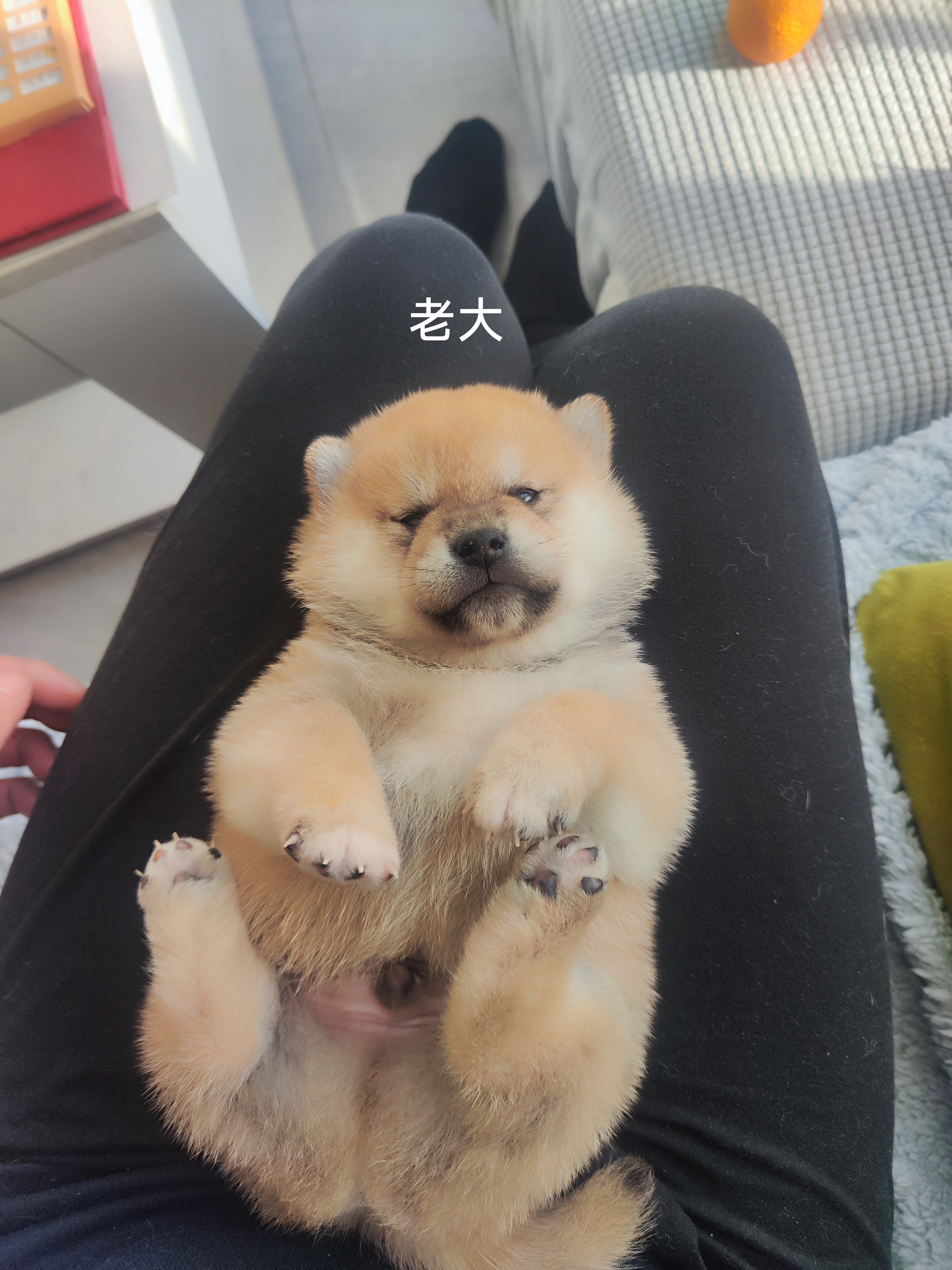 精品柴犬小公，自家繁殖。有喜欢的吗。